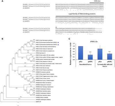 Disrupting the Homeostasis of High Mobility Group Protein Promotes the Systemic Movement of Bamboo mosaic virus